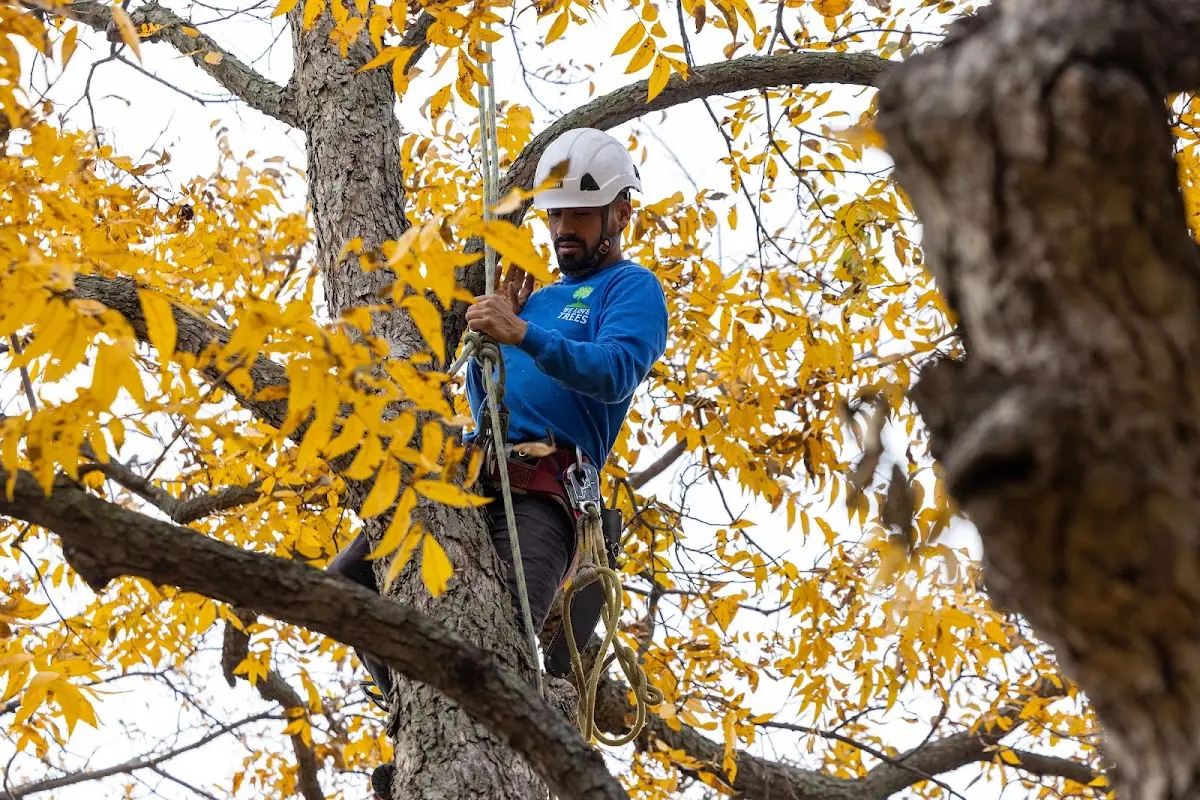 Skilled Tree Pruning crew working in Strasburg